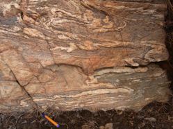 Highly deformed leucogranite veins in migmatitic gneiss, Laya shear zone